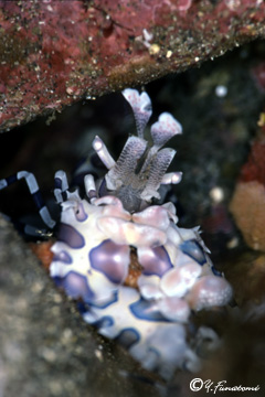 �t���\�f�G�r