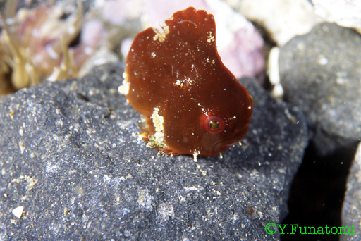 ���񂲂���