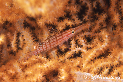 �N�_�S���x