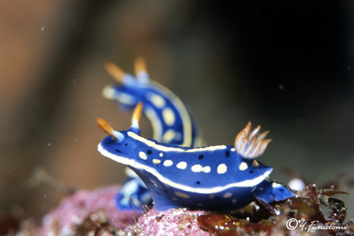 �A�I�E�~�E�V