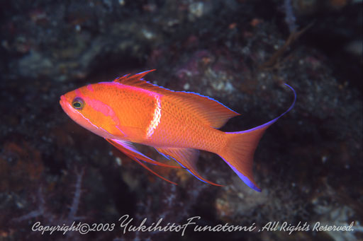 �V���I�r�n�i�_�C