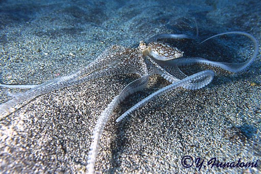 �z���C�g�u�C�I�N�g�p�X