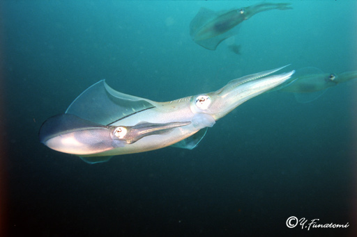 �A�I���C�J