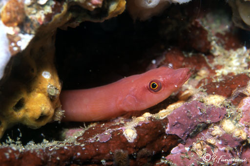 �~�T�L�E�o�E�I