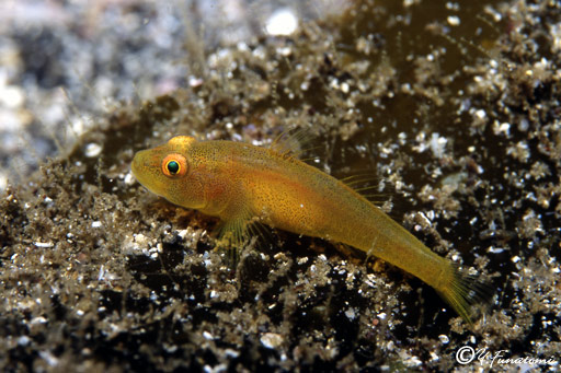 �Z�{�V�E�~�^�P�n�[