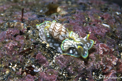 �R���V�{���K�C