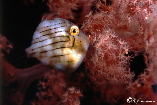 �A�I�T�n�M