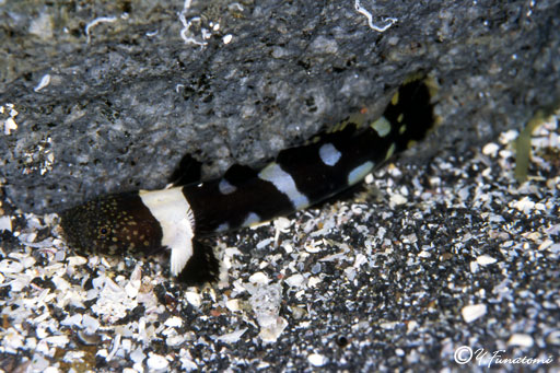 �V���N���n�[