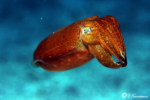 �X�W�R�E�C�J