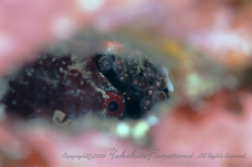 �������̃_���S�E�I