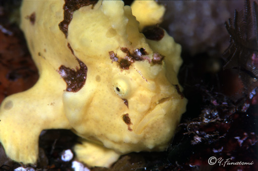 �C���C�U���E�I