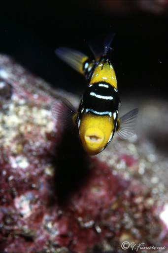 �����K���J���n�M