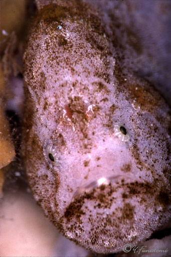 �x�j�C�U���E�I