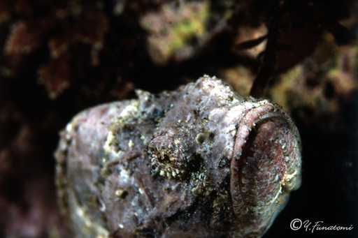 �T�c�}�J�T�S