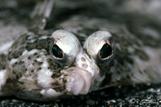 ���C�^�K���C