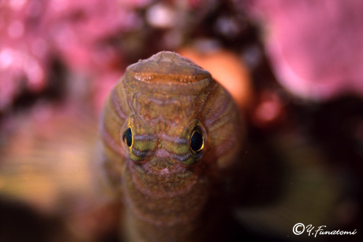 �x���P�C�n�[