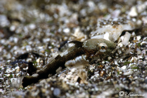 �I�r�A�i�n�[�̗c��