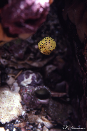 �~�i�~�n�R�t�O�̗c��