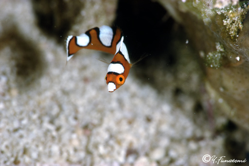 �c���x���̗c��