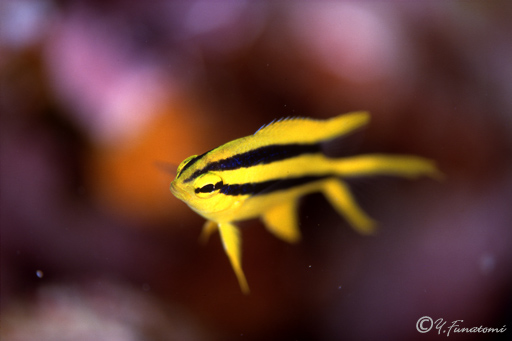 �q���i�K�X�Y���_�C�̗c��