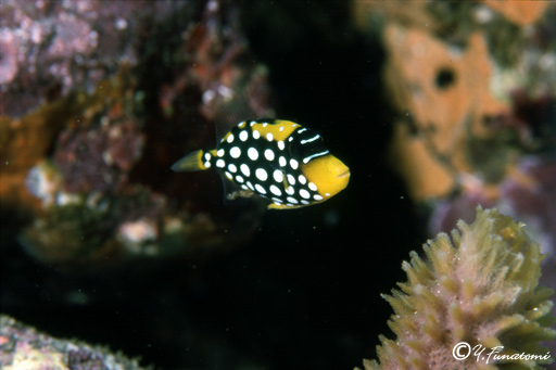 �����K���J���M�̗c��