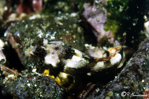 �R�E�����e�O��