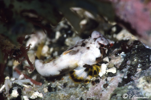 �R�E�����e�O���̗c��