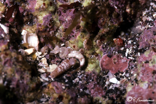 ���}�h���̗c��