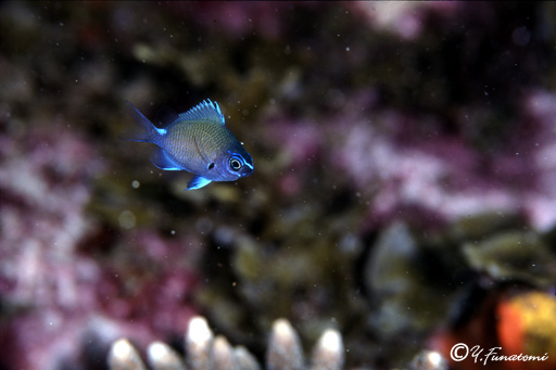 �A�}�~�X�Y���_�C�̗c��