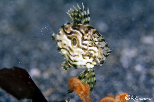 �}�g�E�_�C�̗c��