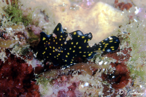 �N�}�h���C�U���E�I