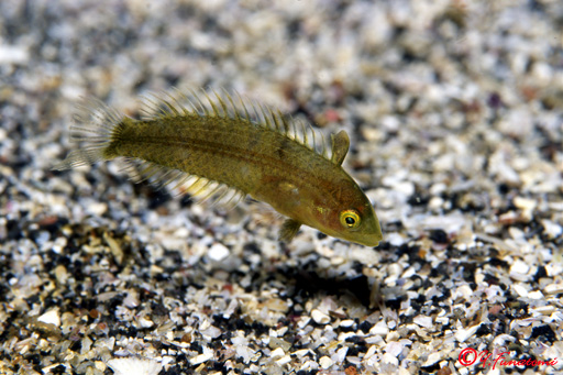 �e���X���h�L�̗c��