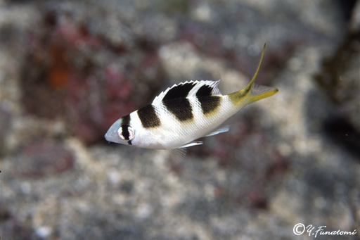 ���R�V�}�N���_�C