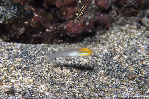 �A�J�n�`�n�[