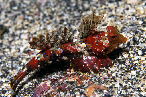 ���}�h��