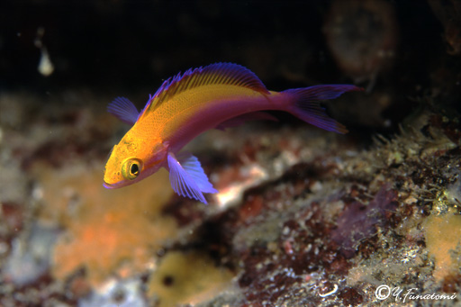 �t�^�C���n�i�S�C