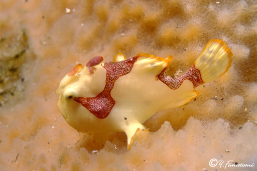 �N�}�h���C�U���E�I