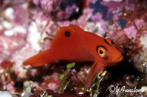 �x�j�S���x�̗c��