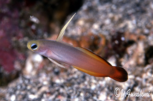 �n�^�^�e�n�[�̗c��