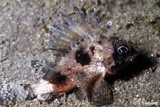 �q���i�K�J�T�S�̗c��