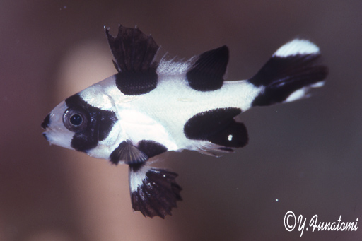 �}�_���^���~�̗c��