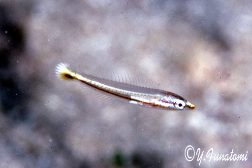 �V���^�X�L�x���̗c��